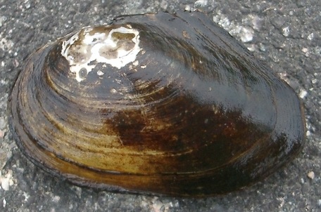 Файл:Anodonta anatina1.jpg