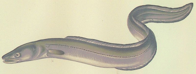 Файл:FMIB 46352 Conger.jpg