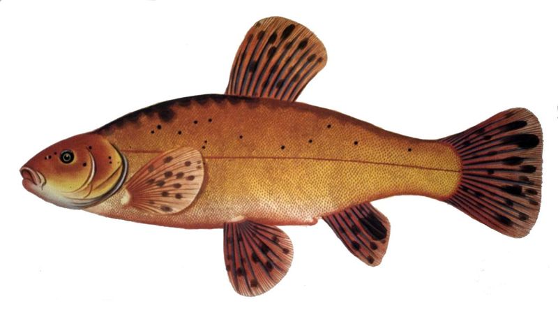 Файл:Tinca tinca1.jpg