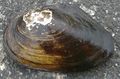 Anodonta anatina1.jpg