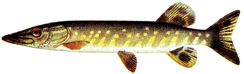 Файл:Gädda, Iduns kokbok.jpg