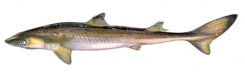Файл:Squalus acanthias Gervais.jpg