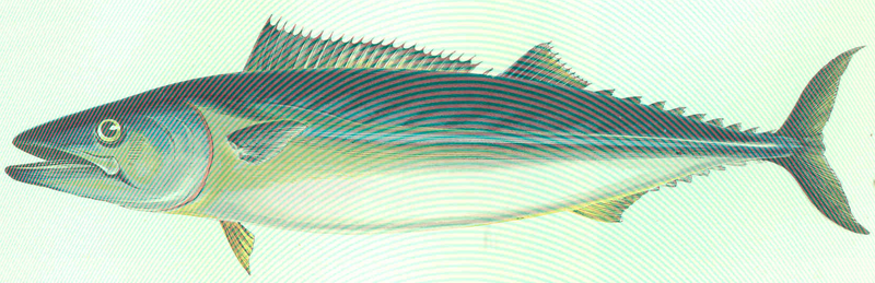 Файл:FMIB 46150 Pelamid.png