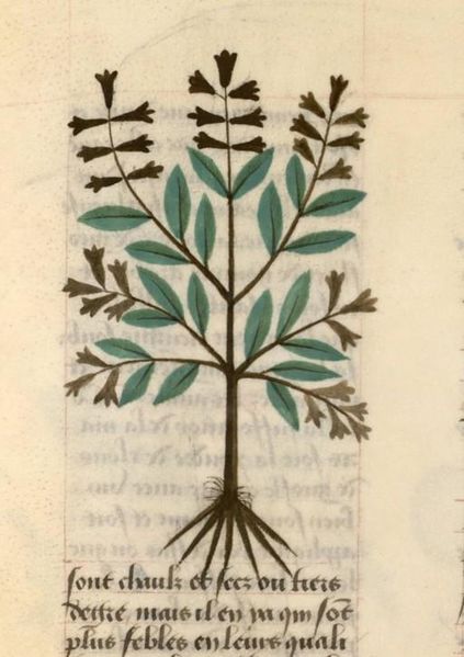 Файл:Français 9137, fol. 156.JPG