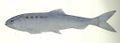 FMIB 35679 Alosa finta var lacustris -- Agone.jpeg