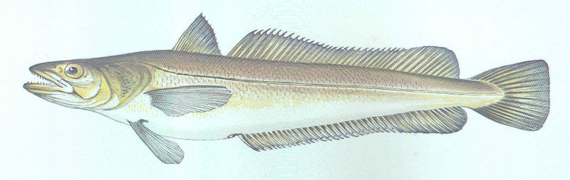 Файл:FMIB 46235 Hake.jpeg