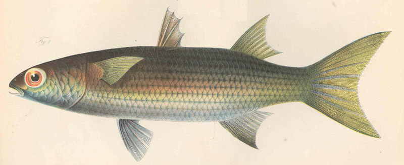 Файл:FMIB 45841 Mugil ashanteensis.jpeg