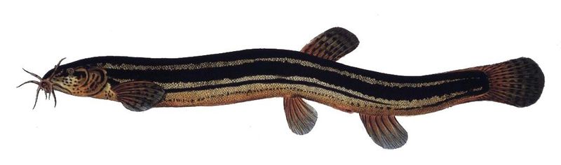 Файл:Misgurnus fossilis1.jpg