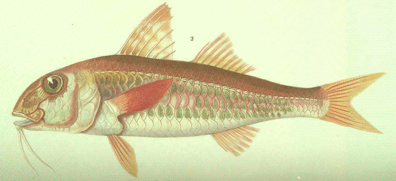 Файл:FMIB 46889 Mulle rouget1.png