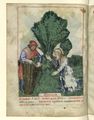 Nouvelle acquisition latine 1673, fol. 26v, Récolte des épinards.jpg