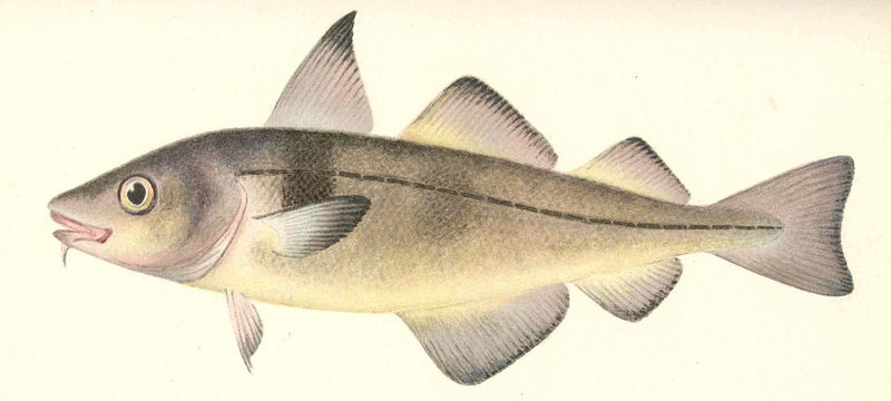 Файл:FMIB 41965 Haddock (Melanogrammus aeglefinus (Linnaeus)).jpeg