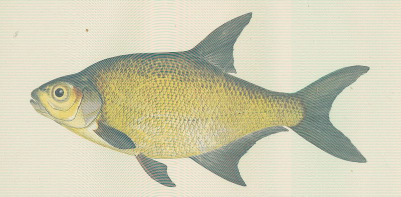 Файл:FMIB 46298 Lake Bream.jpeg