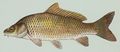 Common carp.jpg