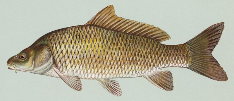 Файл:Common carp.jpg