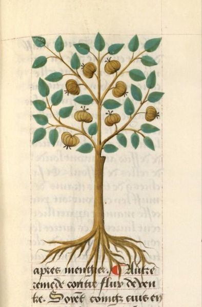 Файл:Fr 9137, fol 207.JPG