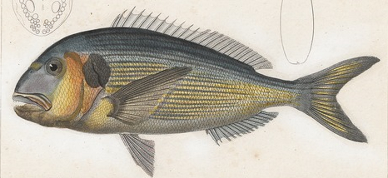 Файл:Chrysophrys crassirostris - 1700-1880.png