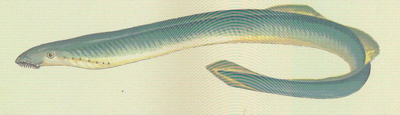 Файл:FMIB 46368 Lampern.jpeg