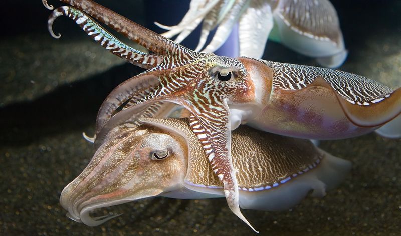 Файл:Georgia Aquarium - Cuttlefish Jan 2006.jpg