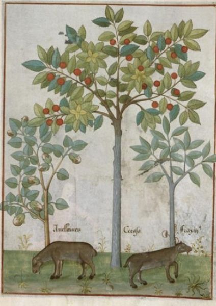 Файл:Français 12322, fol. 187(fr).JPG