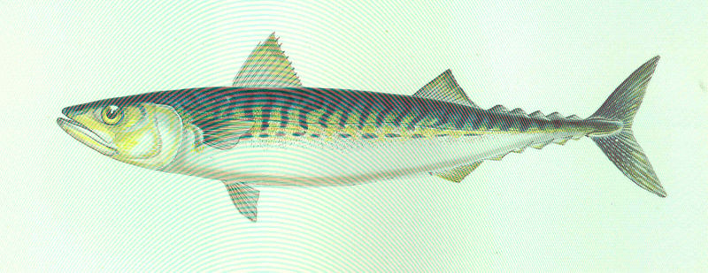 Файл:FMIB 46143 Mackarel.jpeg