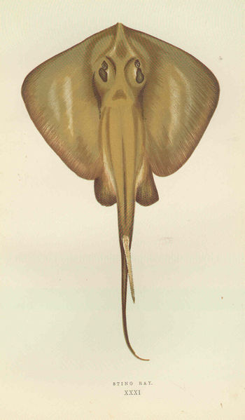 Файл:FMIB 46061 Sting Ray.jpeg