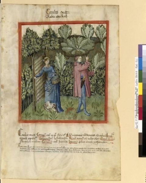 Файл:Latin 9333, fol. 20, Récolte des choux.JPG