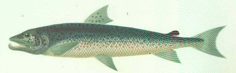 Файл:FMIB 46737 Bicard1.png