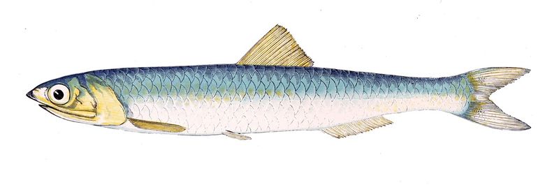 Файл:Engraulis encrasicolus Gervais flipped.jpg