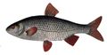Rutilus rutilus5.jpg